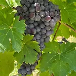 مزرعة للإقامة Nel Vigneto Traona