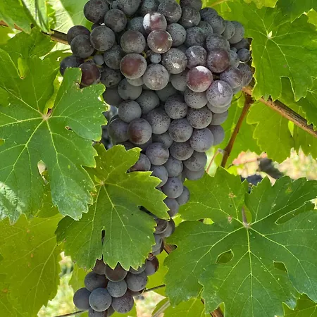 Κατάλυμα σε φάρμα Nel Vigneto Traona